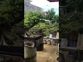 Bonsai Khiem Pham