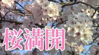 【お花見動画】桜の花だけの映像