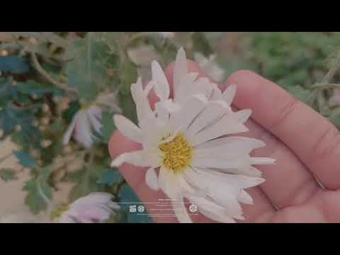 Flowers 🌹💐 # Nature 