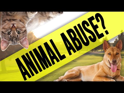 Should Cats & Dogs Be Vegan? DEFINITIVE Answer!