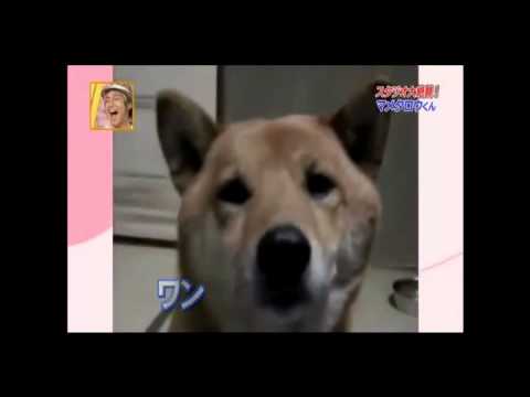 How Did This Japanese Woman Teach Her Dog to Whisper?