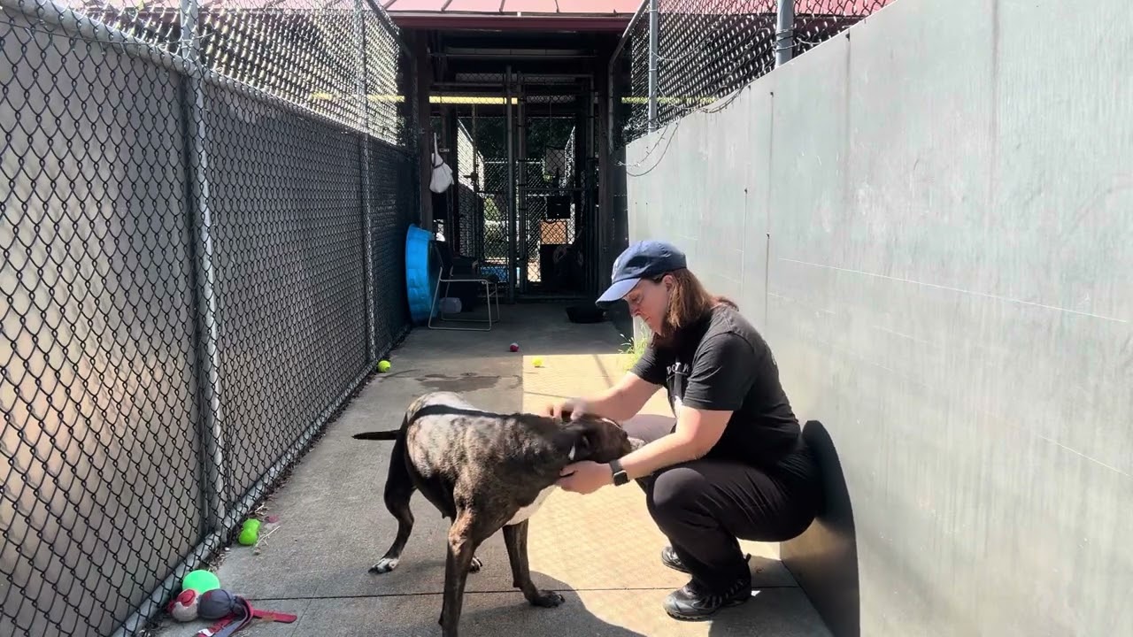Enlarge Hennessy, a ADOPTABLE Pit Bull Terrier in Chicago, IL video 5/5