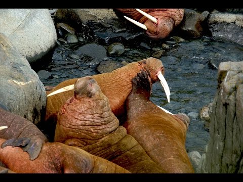 We Are The Walrus (old version)
