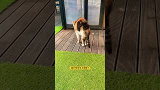 Download lagu 고양이 기지개 mp3