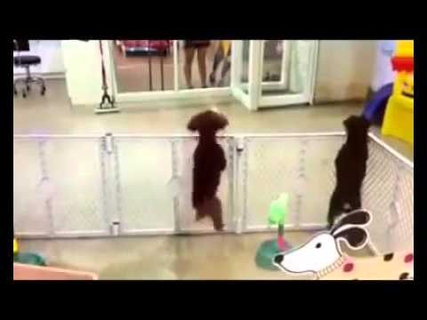 juan diego perros bailan