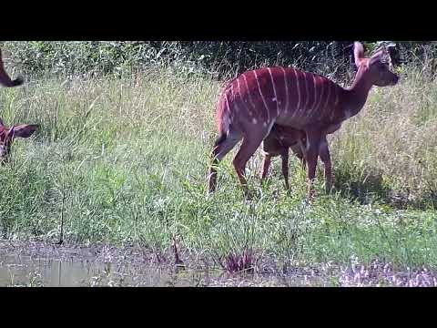 Djuma: Nyalas with a little one - 15:05 - 03/22/2023