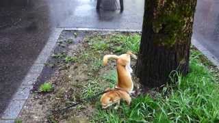 Re: [閒聊] 現實真的有女生會站著上廁所嗎