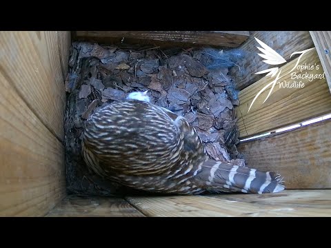 Barred owl nest - baby one week update