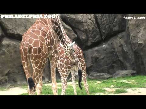 PhiladelphiaZoo Giraffes - Gus Watching Stella