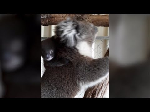 Baby koala reunited with mom