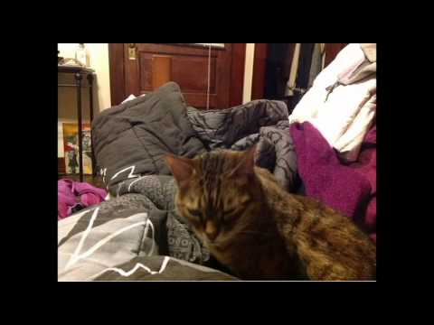 Pecha Kucha Dayton Vol 19 - Divya Sasidharan