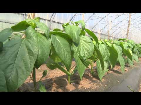 Tešanjska hronika 802 - Sa 14 plastenika i 17 hiljada kvadrata površine Agroproduction je u vrhu ZDK