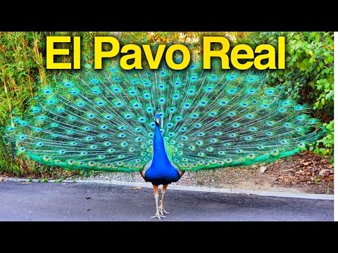 El Pavo Real - Los niños se divierten con animales del zoologico - Lorenzoo El León