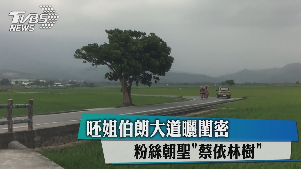 呸姐伯朗大道曬閨密　粉絲朝聖「蔡依林樹」