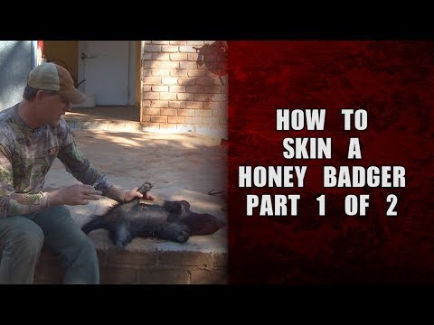 , title : 'How to skin a honey badger - Part 1 of 2'