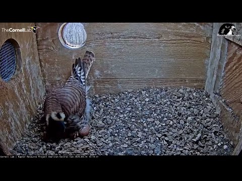 Egg #3 Arrives! American Kestrel Cam | Cornell Lab | Raptor Resource Project – April 16, 2020