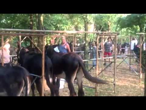 ASINI e UCCELLI a Riese Pio X