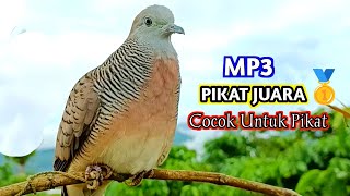 Download lagu Suara Burung Perkutut Pikat Paling Ampuh Untuk Memikat Lawan Agar Bunyi mp3