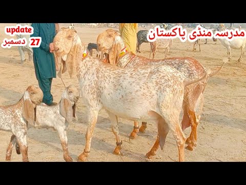 Madrasa Mandi Market Update|Pure Makkhi Chieeni 3.3 Bacchon Wali Aur Gabban Pregnant Bakriyan K Rate