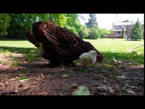 2016 06 17 Baby chick's first time outside! 2
