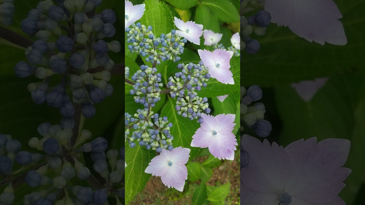 YouTube Short thumbnail