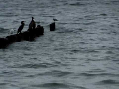 Gdynia - deszczowe morze