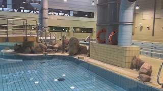 Relajacion y diversion piscinas Dehesa Boyal.