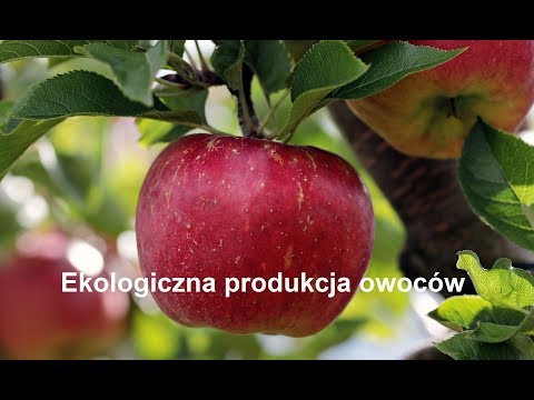 Ekologiczna produkcja owoców
