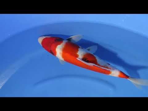 12. Showa 35cm Pandora Project Dainichi Toyota Koi Farm Certificate