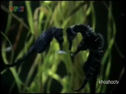 Những Nhà Ảo Thuật Dưới Đại Dương