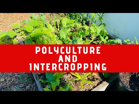 Polyculture-Intercropping -Gardening