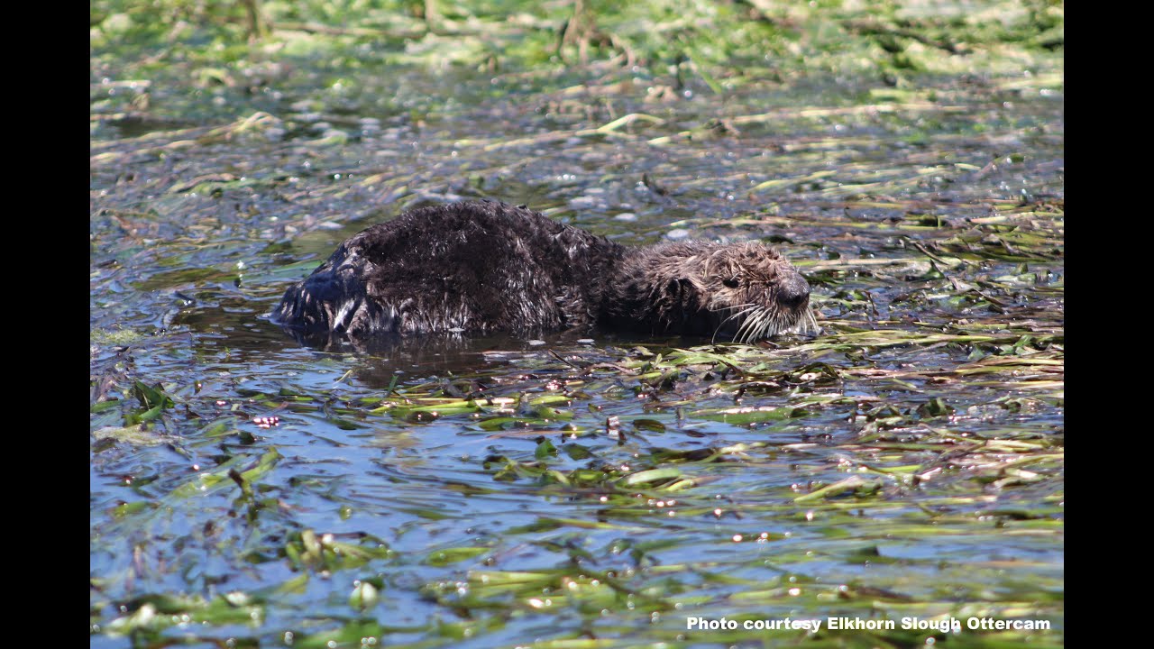 Ever wondered what it’s like to drive a virtual web camera for sea otters? Learn details as we chat about the Elkhorn Slough Foundation Ottercams.