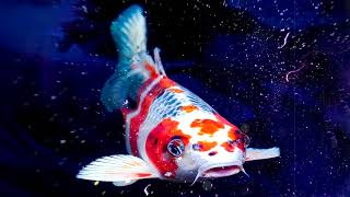 Koi - 90's Lil Fish Type Hip Hop Rap Instrumental Beat