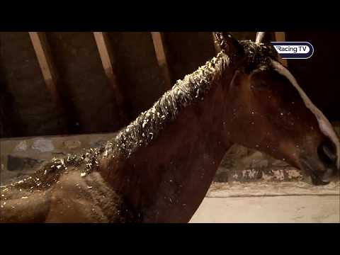 Kauto Star - The King George story - Racing TV
