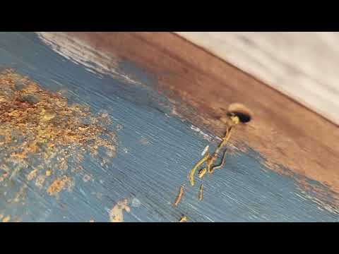 Saving the Shed from Carpenter Bees in...