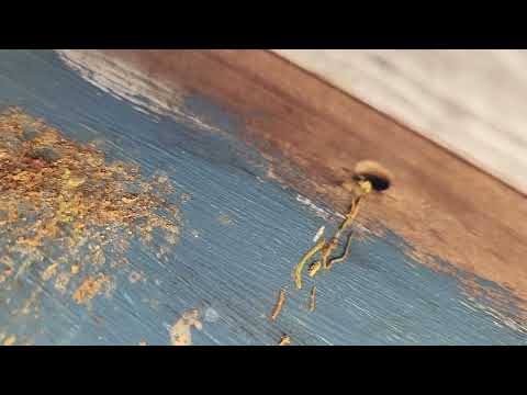 Saving the Shed from Carpenter Bees in Brielle, NJ