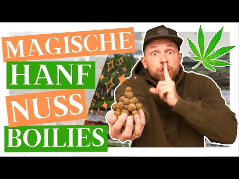Boilies Zum Selber Machen - Magische Hanf Nuss Boilies Selber Rollen!