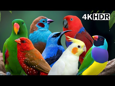 Most Colorful Birds in the World | Breathtaking Beauty of Earth's Most Exquisite Birds | Relaxation🌿