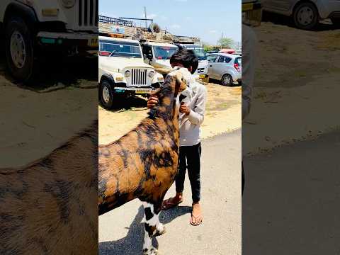 15 M+ Views 😱|| Thankyu youtube ￼#shorts #bakramandi #bakraeid2024