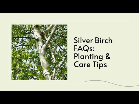 Silver Birch FAQs Planting & Care Tips