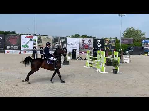 7yr (Catoki x Cornet Obolensky) yh final