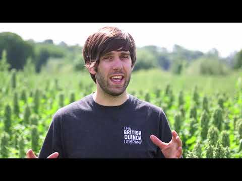 Organic British Quinoa - July 2017