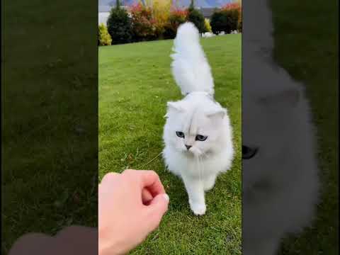 How cat 2 walks outside today#cat#catshorts#catvideo