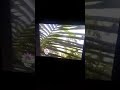 Sesame Street Kids Explore A Wild Letter P
