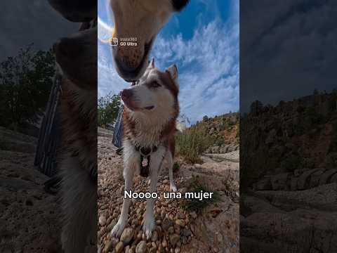 HUSKY CON MIEDO AL AGUA | Riku el husky ciclista #perros #husky #perro #huskysiberiano