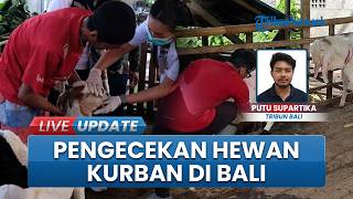 Jelang Idul Adha Bali, Pengecekan Hewan Kurban Dilakukan Dispertan Denpasar: Pastikan Layak Konsumsi