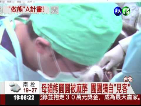 貓熊團團不爭氣! 圓圓人工受孕