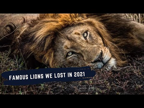 LIONS WE LOST IN 2021 - SABI SANDS GAME RESERVE'S FAMOUS LIONS