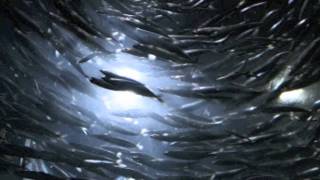 Magnetic Fields Busby Berkeley Dreams