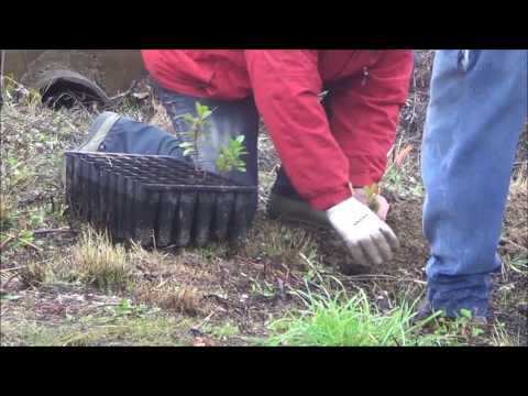 Ação de reflorestação em Casal de Cinza